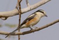 /album/some-overseas-trips/masked-shrike-kibbutz-lotan-2006-jpg/